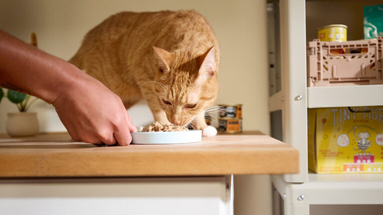 A woman feeding a cat canned wet cat food. 