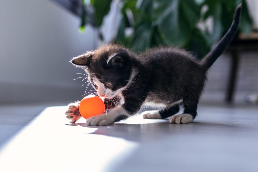black and white tuxedo kitten playing with an orange ball