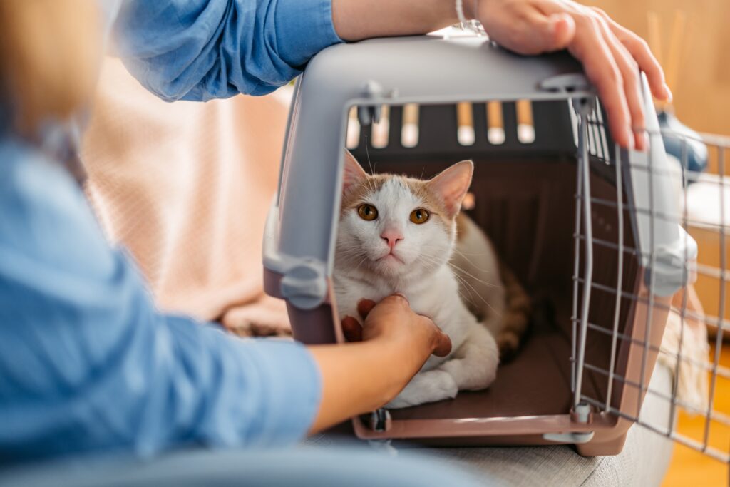 An orange and white cat sits in a hard-sided carrier. Learn how to get your cat used to their carrier.