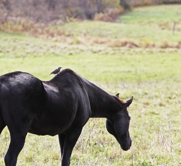 Horse with curved back grazing outside