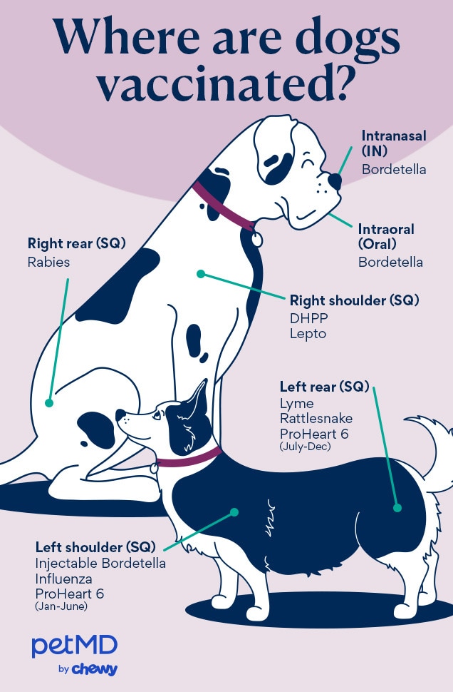 where are dogs vaccinated; a diagram showing where dogs are commonly vaccinated. 