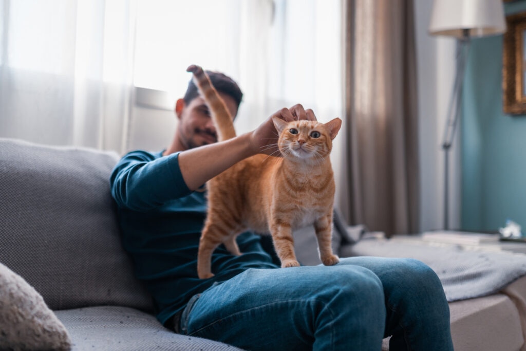 man petting an orange tabby cat's head