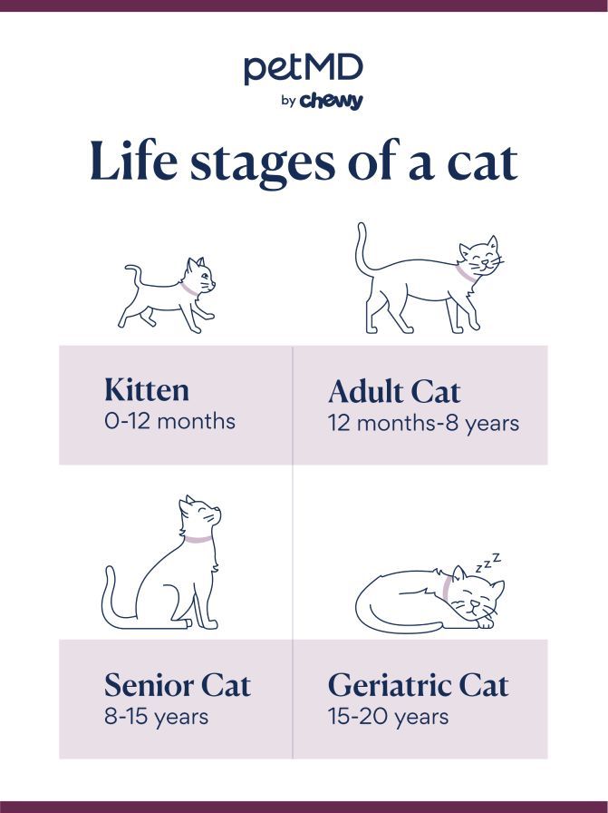 cat life stages; how long do cats live
