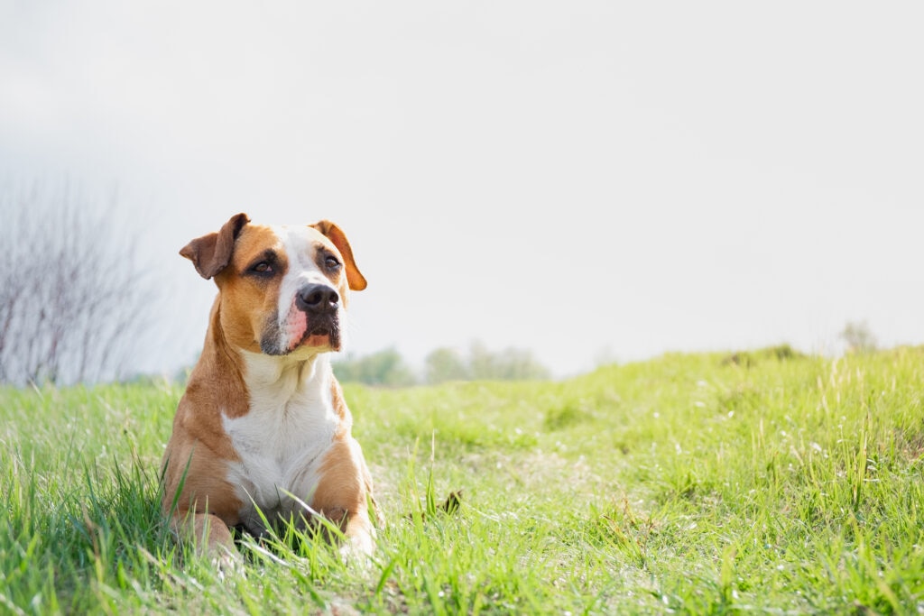 A dog sits in a field.