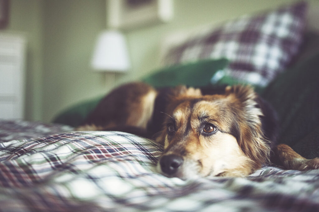 upset stomach in dogs; a dog lays down because his stomach is upset, which is a common stomach condition in dogs.