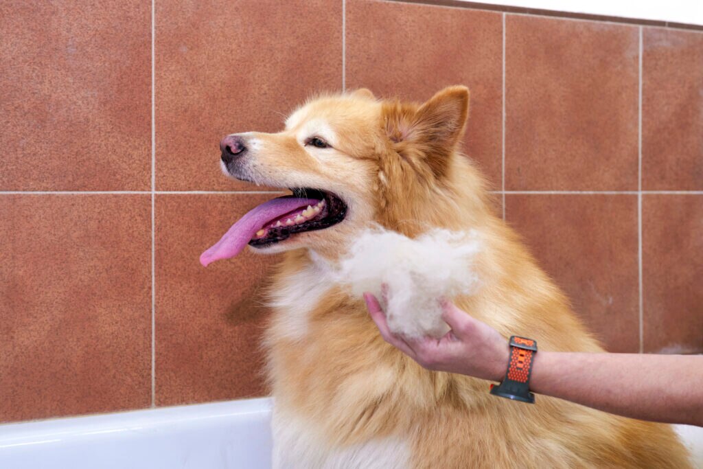 can dogs get hairballs; a dog sits in a bathtub while getting brushed.
