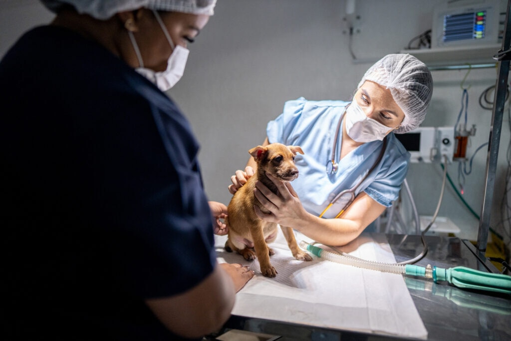 what’s the cost to spay a dog; a dog sits on a veterinary exam table before a spay procedure.