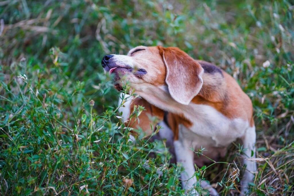holistic treatments for dogs with allergies; a Beagle scratches himself, a common symptom of dog allergies.
