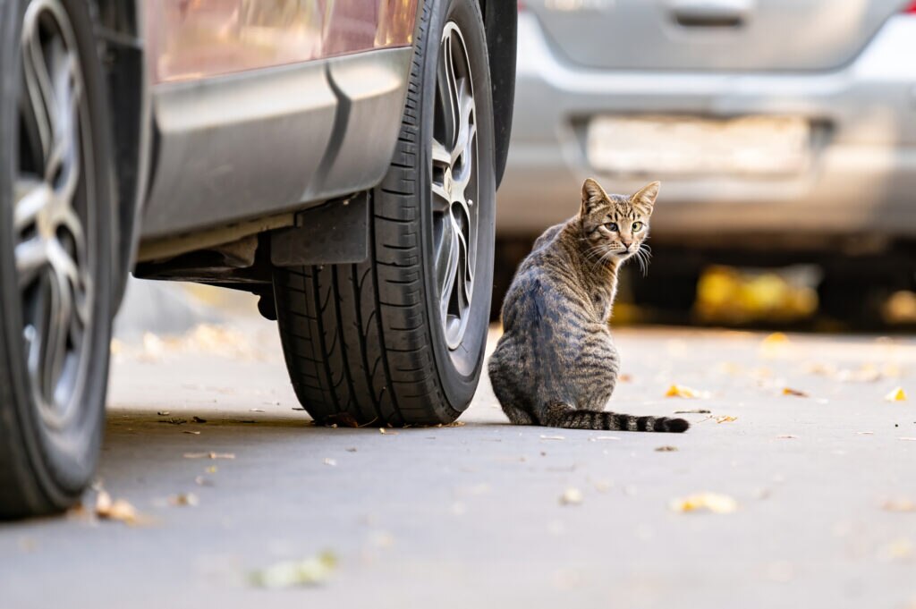 what to do if your cat was hit by a car; a cat sits next to a car.
