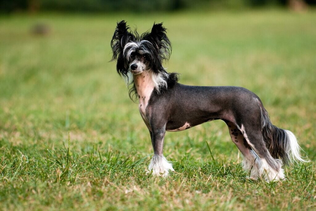 black hairless chinese crested looking at the camera