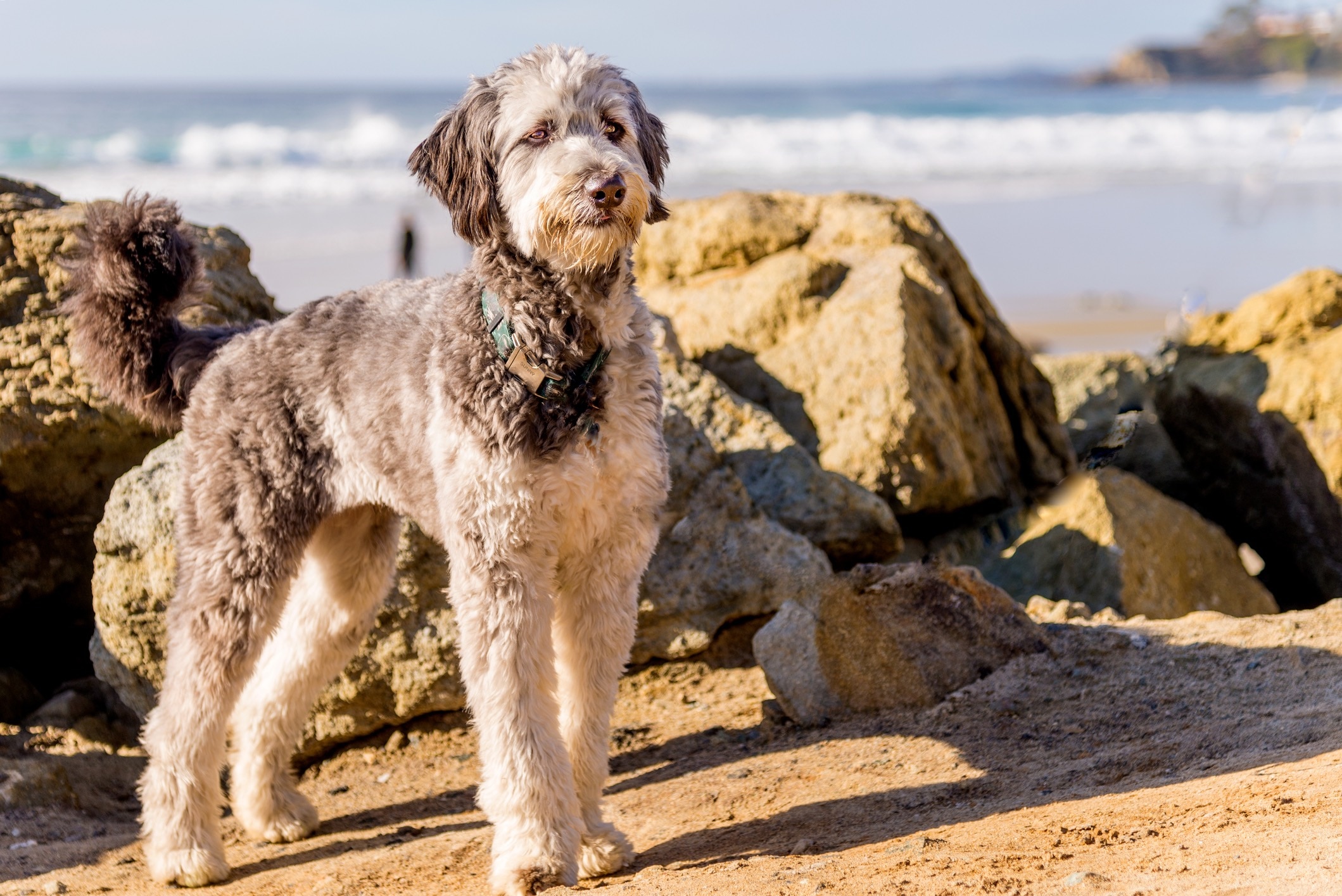 standard aussiedoodle dog standing on a beach