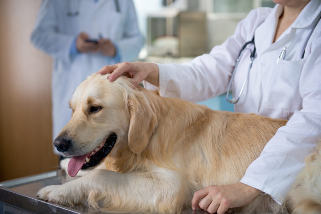 golden retriever lying on exam table at vet office