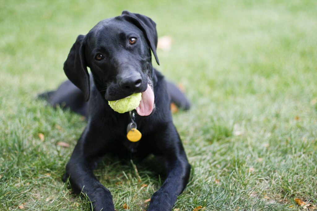 A black dog sits in the grass.
