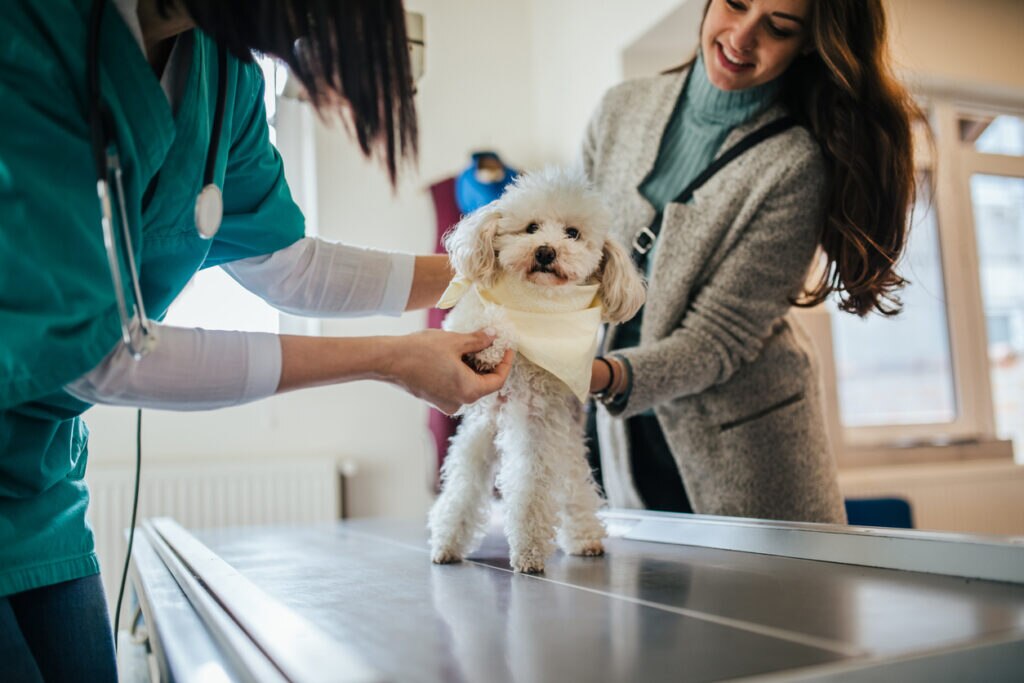 poodle dog on exam table at veterinarian office