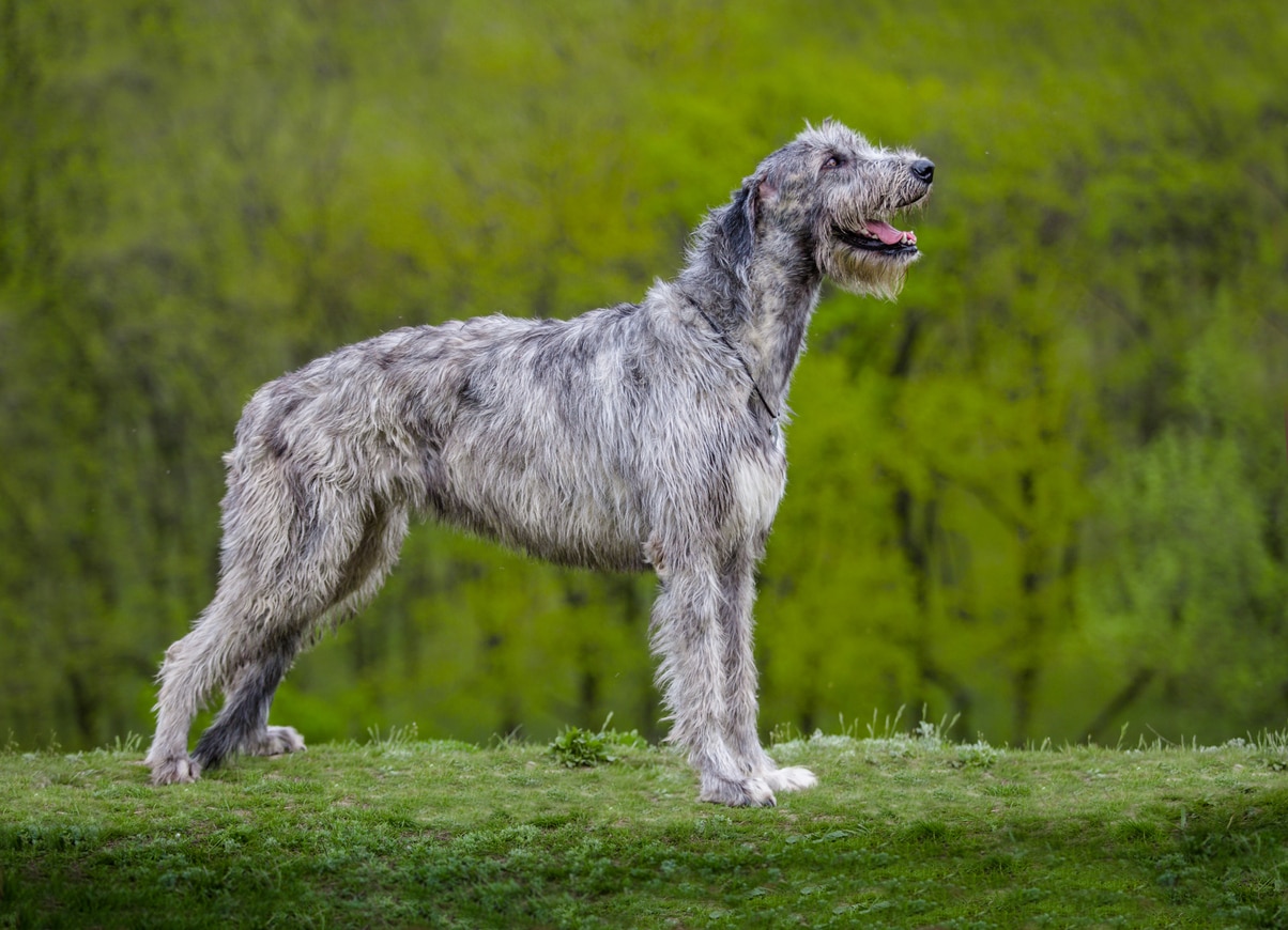 An Irish Wolfhound standing in a park