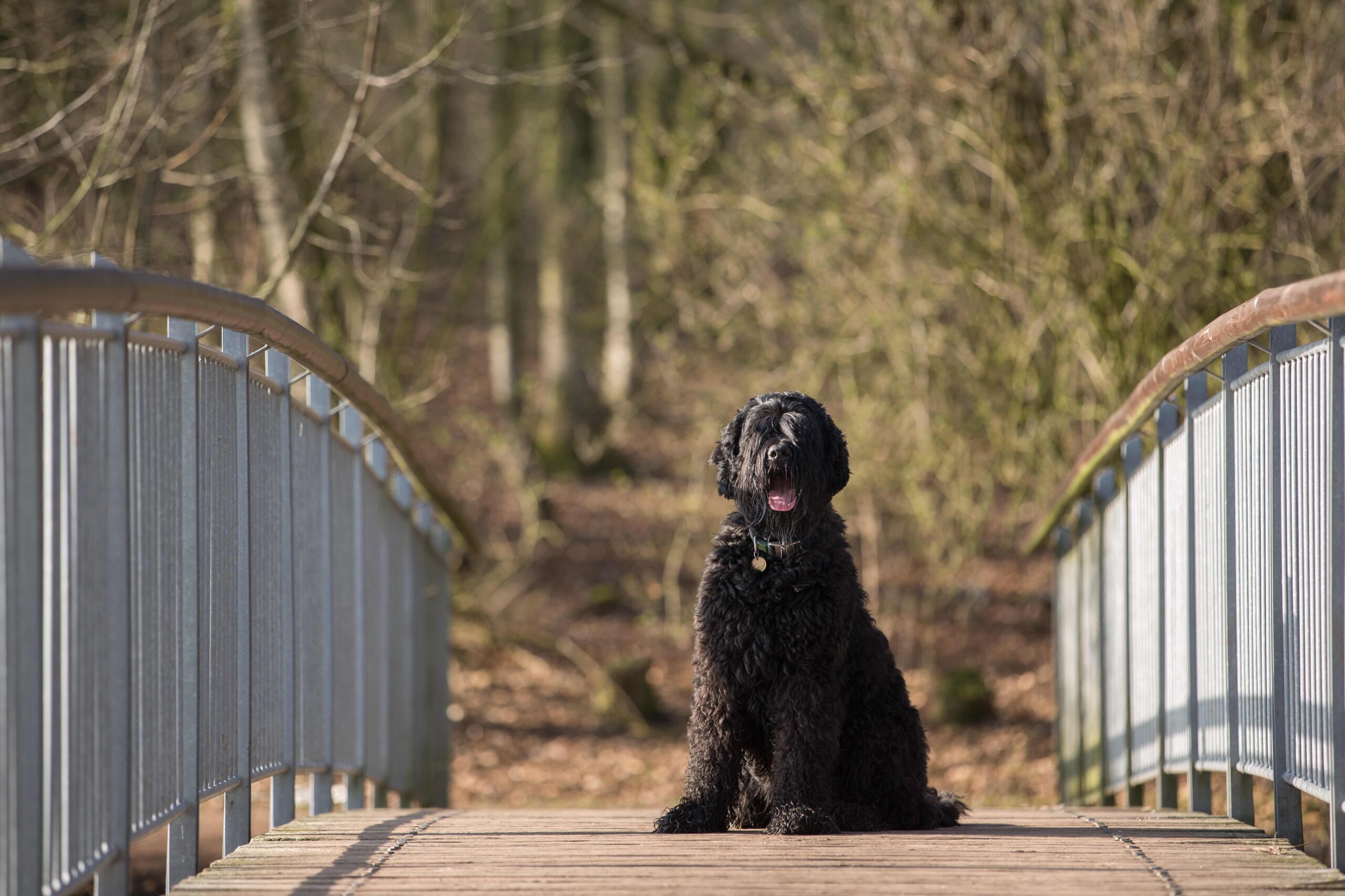 close-up of a black russian terrier out on a walk
