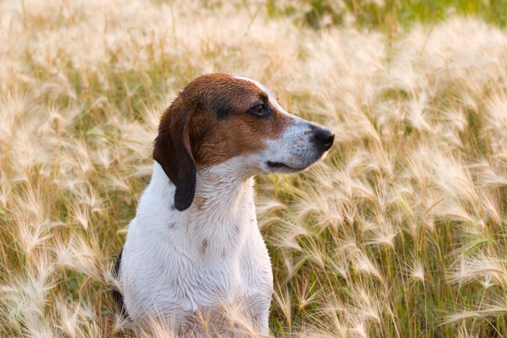 foxtails; a pup sits in a field of foxtails, which are dangerous to dogs.