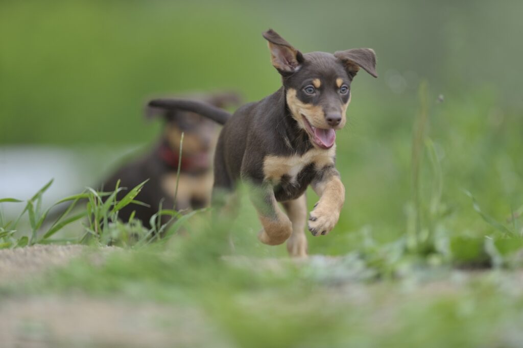 Two Australian Kelpie puppies running through grass