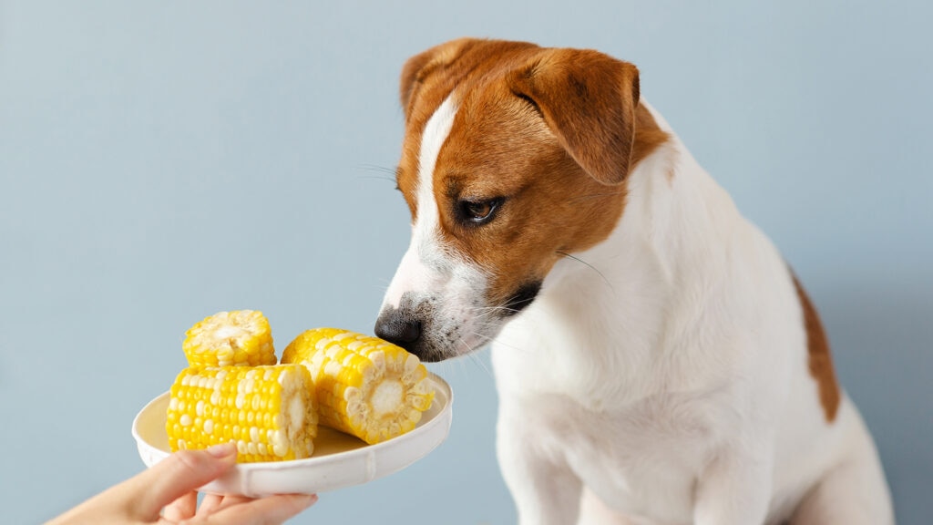 can dogs eat corn: dog staring at plate of corn on the cob
