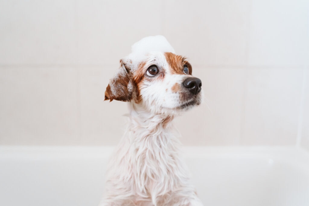 Photo of a puppy taking a bath as part of their puppy grooming routine.