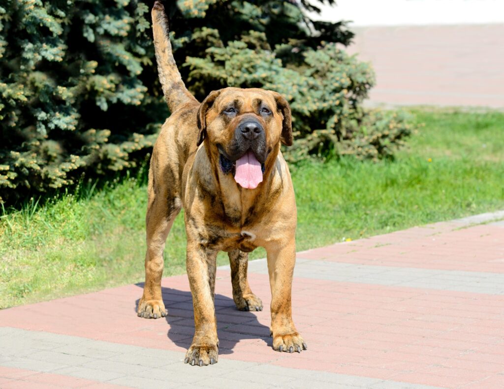 a brindle presa canario standing outside with his tongue out