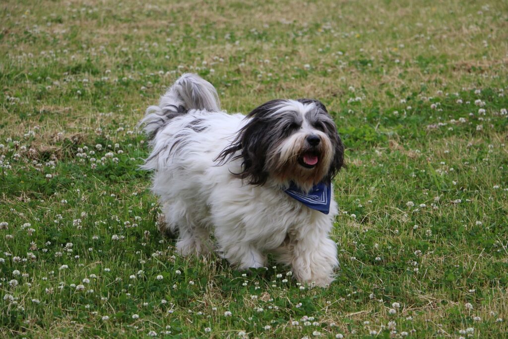a black and white polish lowland sheepdog wearing a bandana and running through grass