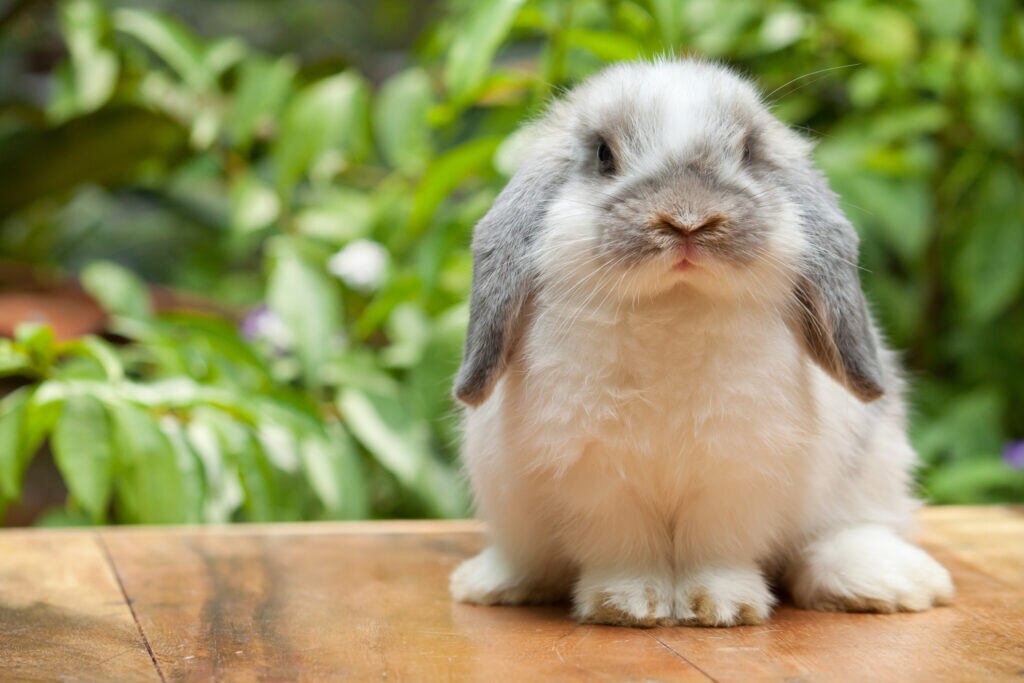 Bunny sitting outside