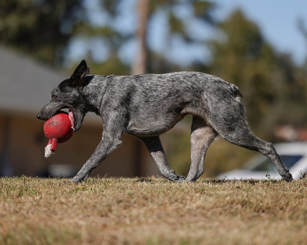 a blue Australian Stumpy Tail Cattle Dog carrying a red ball