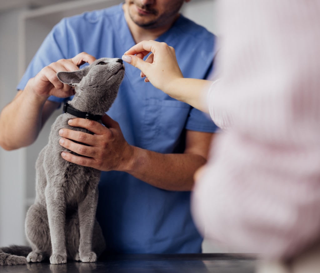 cat nasal polyps; a cat is examined for nasal polyps at the veterinarian office.