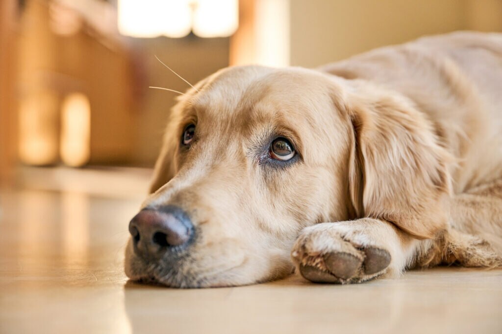 golden retriever dog looking up with puppy dog eyes