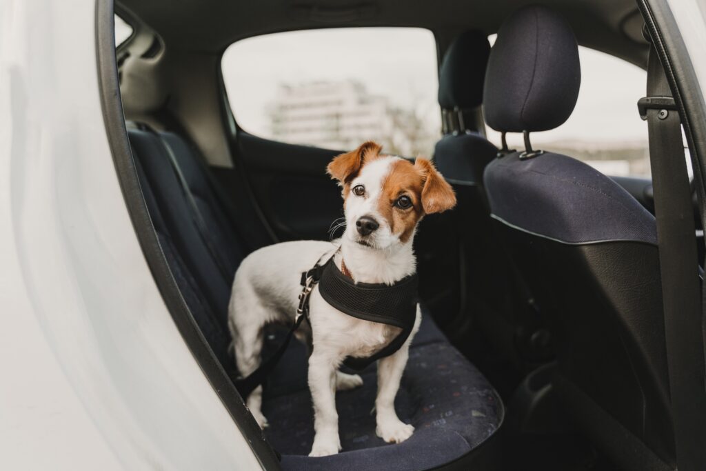 brown and white jack russell terrier puppy standing in the back seat of a car