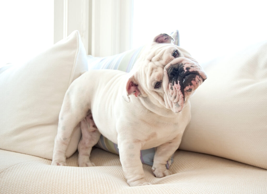 white-bulldog-tilting-head-standing-on-bed