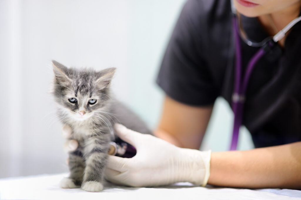 how much does it cost to spay a cat; a vet examines a kitten before cat spay surgery.