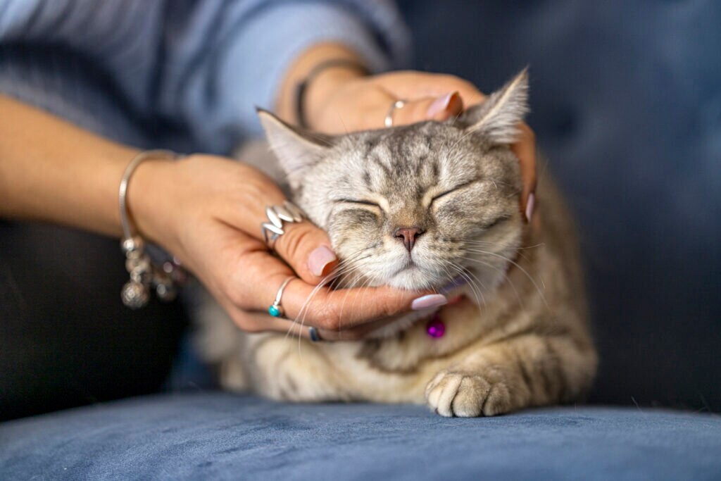 a cat enjoys getting a massage at home from their owner.