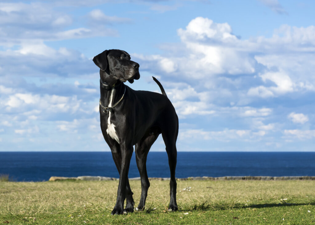 Large breed dogs benefit from specially formulated dog food.
