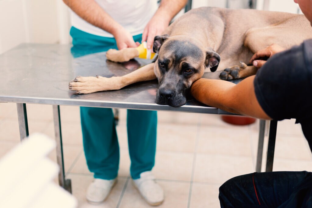 dog-laying-on-vet-table