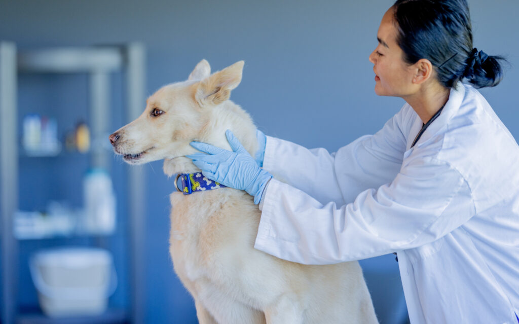 methicillin-resistant staphylococcus aureus in dogs; a dog’s skin is examined for MRSA by a veterinarian.