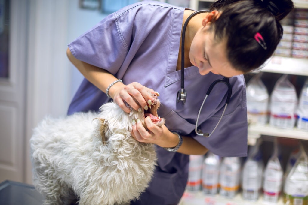 A vet examines a pup that is experiencing dog regurgitation.