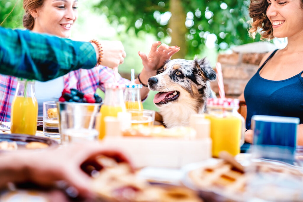 can dogs drink beer; dog sitting outside during a party.