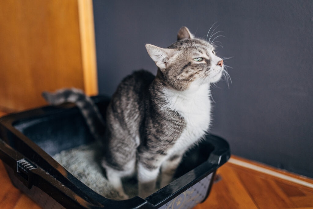 cat can’t pee; a cat sits in a litter box, attempting to pee.