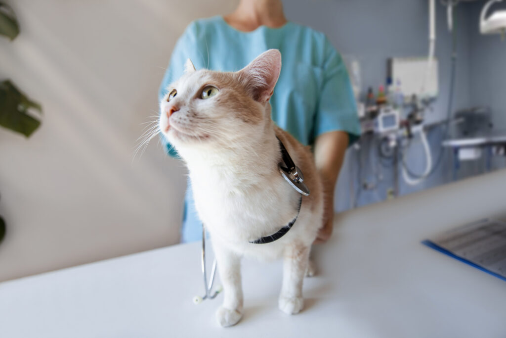 cost to neuter a cat; a cat is examined by a veterinarian.