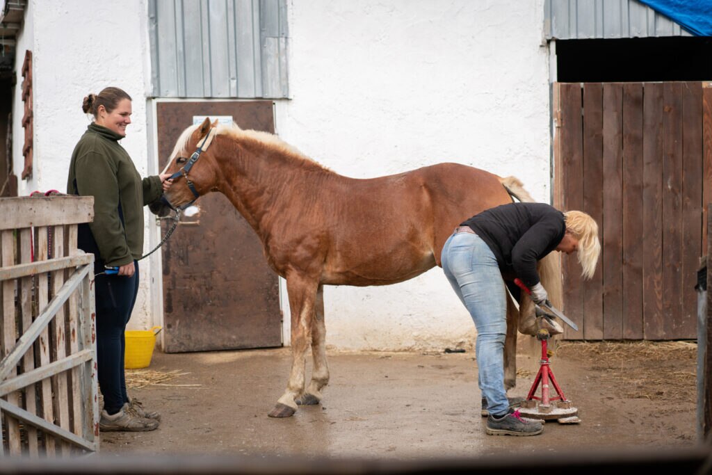 Horse standing calmly for farrier