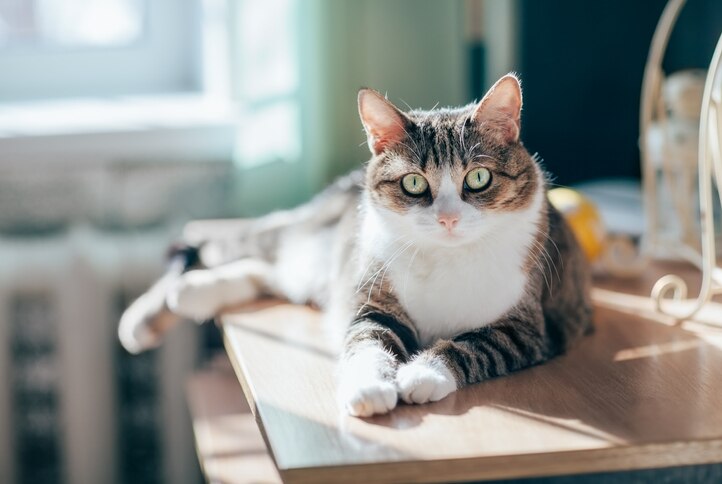 Brown tabby and white domestic shorthair cat lying on a table. The average weight of a domestic shorthair cat is 8-12 pounds.