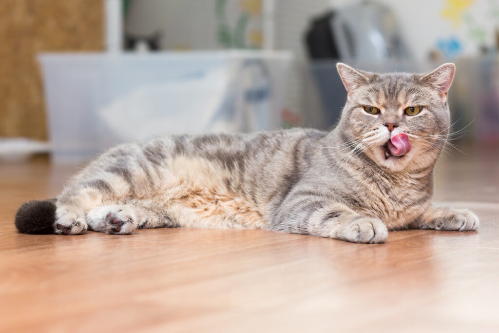 gray tabby cat lying on the floor with his tongue out