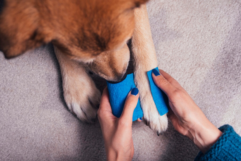 dog getting paw wrapped with bandage