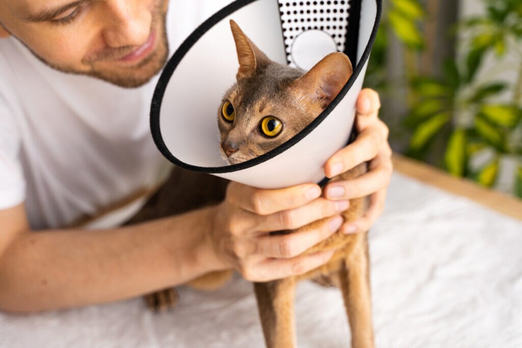 A pet parent holds their recovering cat.