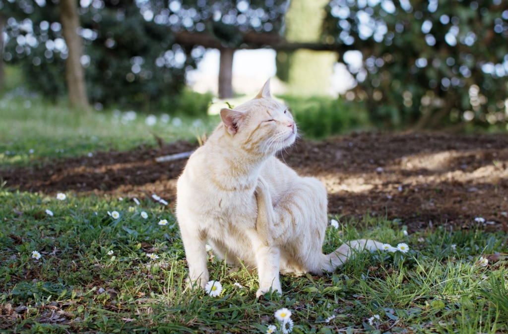 An itchy cat scratches themselves.