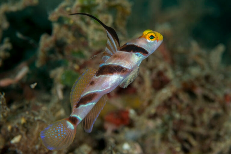 Black-rayed shrimp goby