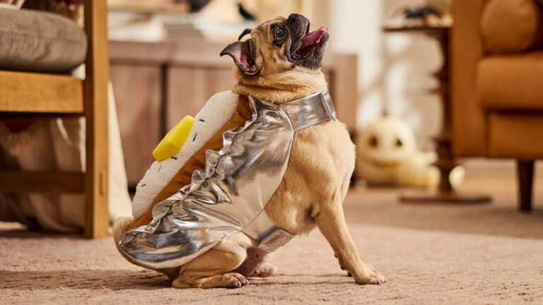Bets dog Hallowen costumes: a pug in a bake potato dog costume