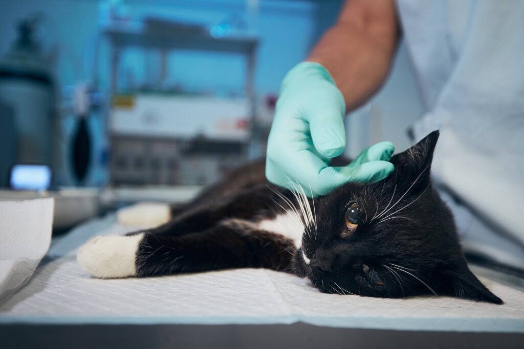 cat neuter surgery; a cat is patted by a vet before surgery.